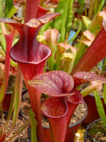 S.oreophila x S. flava var. atropurpurea