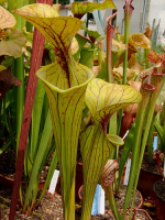 S.oreophila x S. flava var. atropurpurea