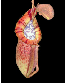 Nepenthes burbidgeae x...