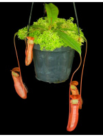 Nepenthes sumatrana -- clones assortis: BE-4540 - 3566