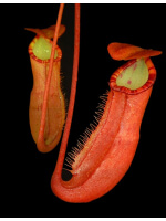 Nepenthes sumatrana -- clones assortis: BE-4540 - 3567