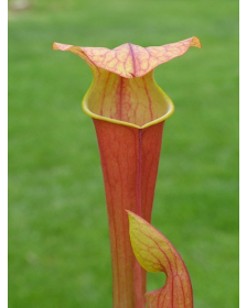 S.x harperi x S.flava var rubricorpora -- 'Burgundy'