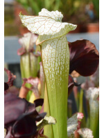 SX128 S. "Pink Thing" x  SX65a S. (S.alata x S.leucophylla -- Red & Gold) x S.x moorei -- 'Leah Wilkerson - 3607