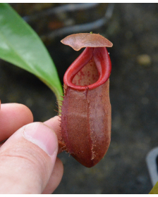 Nepenthes bokorensis x...