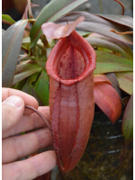 Nepenthes bokorensis x (mira x tenuis) - 3615