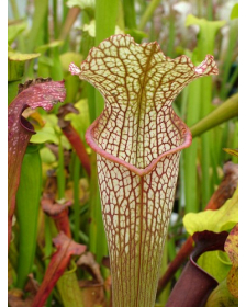 S. x moorei x S.leucophylla 'Marstom select'