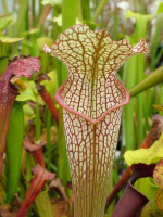 S. x moorei x S.leucophylla 'Marstom select'
