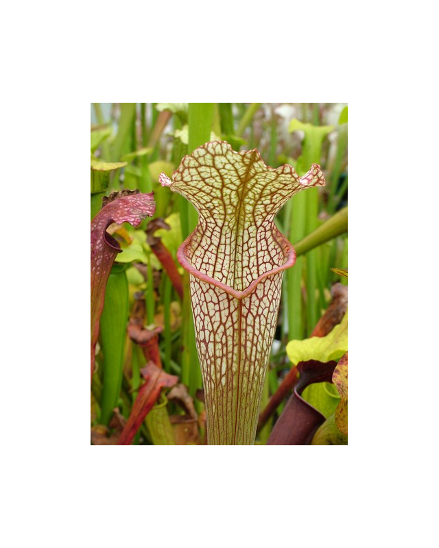 S. x moorei x S.leucophylla 'Marstom select' S. x moorei x S.leucophylla 'Marstom select'