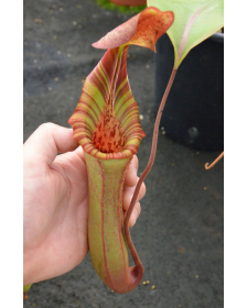 Nepenthes veitchii x lowii EP
