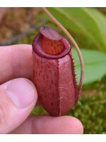 Nepenthes (ventricosa x sibuyanensis) x mira, seedgrow - 3625