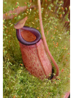 Nepenthes (ventricosa x sibuyanensis) x mira, seedgrow - 3626