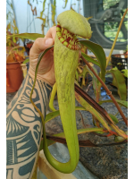 Nepenthes bokorensis, seedgrow