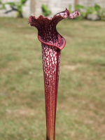 S. alata x S.leucophylla -- “Red select” S. alata x S.leucophylla -- “Red select”