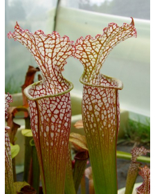 S. (S.alata x S.leucophylla -- Red & Gold) x S.x moorei -- 'Leah Wilkerson'