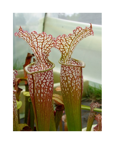 S. (S.alata x S.leucophylla -- Red & Gold) x S.x moorei -- 'Leah Wilkerson'