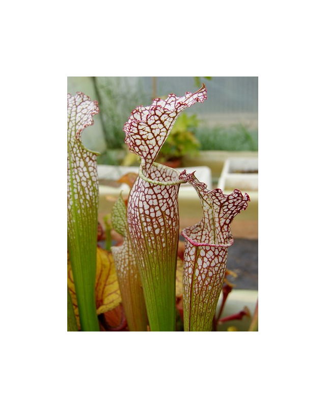 S. (S.alata x S.leucophylla -- Red & Gold) x S.x moorei -- 'Leah Wilkerson'