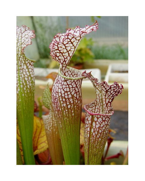 S. (S.alata x S.leucophylla -- Red & Gold) x S.x moorei -- 'Leah Wilkerson'