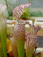 S. (S.alata x S.leucophylla -- Red & Gold) x S.x moorei -- 'Leah Wilkerson'