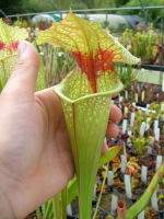 S. S.Oreophila x S.leucophylla ?