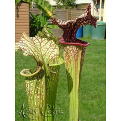 Sarracenia Leucophylla, hanrahan x adrian slack H6-Sarracenia hybrides