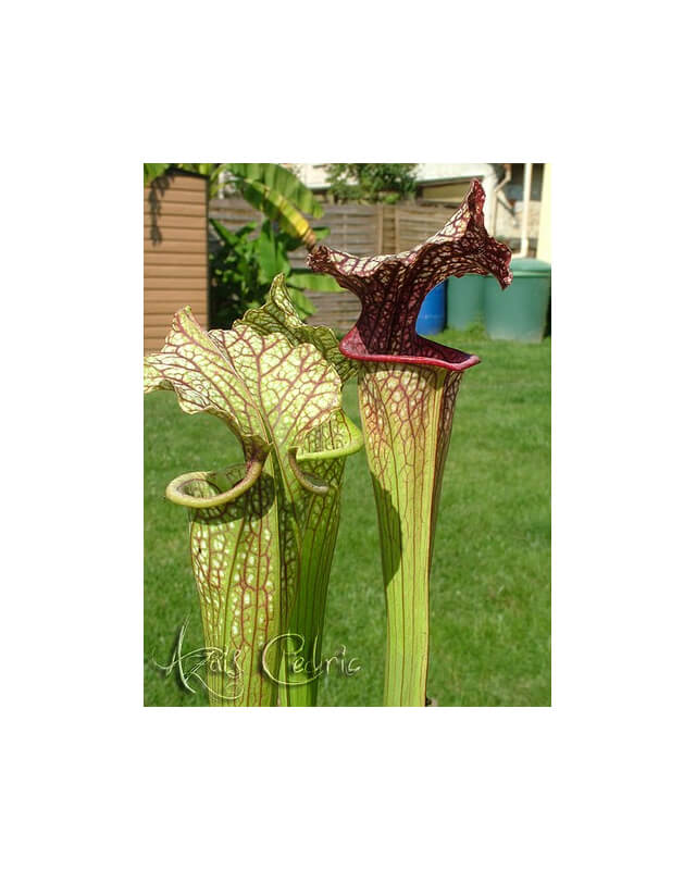 Sarracenia 'French Kiss'-Sarracenia hybrides