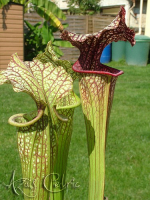 S. 'French Kiss'