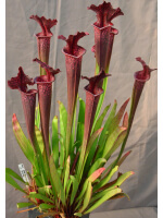 SL04 S. leucophylla -- helmut´s Delight x SFO10 S. flava var. ornata -- solid red throat. - 3731