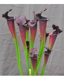 (Rudolf 2 x leucophylla...