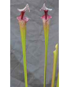 Sarracenia 'Atlas 5'