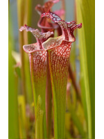 Sarracenia 'Tyrex' - 3750