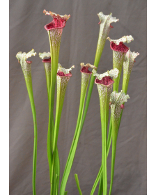Sarracenia leucophylla --"Pantera rosa"  yellow Flower