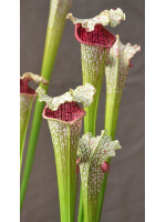 Sarracenia leucophylla --"Pantera rosa"  yellow Flower - 3757