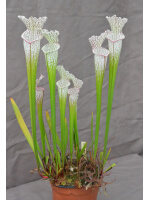 Sarracenia leucophylla -- red/white , Mobile, Co ,very large form - 3759
