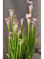 Sarracenia leucophylla, giant form - 3760