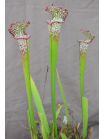 Sarracenia leucophylla -- Red & white, pronounced lip,PJ plants 2003(L73,MK) - 3761