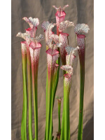 Sarracenia leucophylla -- Red/pink tube, Perdido, AL (PW)(L49b,MK) - 3762