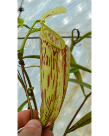 Nepenthes glabrata femelle