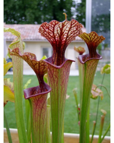 S. 'Bordeaux Red wine'