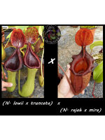Nepenthes (N. lowii x...