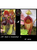 Nepenthes (N. lowii x...