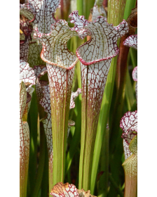 SL21 Sarracenia leucophylla -- Marcos ono