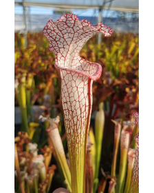 Sarracenia leucophylla -- pensacola, Red and white pitchers