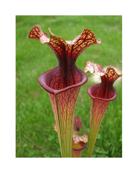 S. 'Bordeaux Red wine'