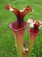 S. 'Bordeaux Red wine'