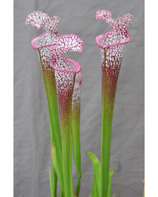 Sarracenia leucophylla -- Splinter Hills Bog Reserve
