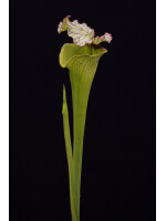 Sarracenia x moorei Santa Rosa Co, big mouth - 3797