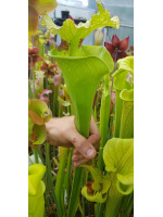 Sarracenia x moorei Santa Rosa Co, big mouth - 3799