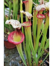 S. 'Trésor sister', cross 'Inspiration' x S.x Moorei -- `Adrian Slack’ sx47b