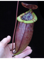 Nepenthes eustachya x tenuis BE-3971 - 3816