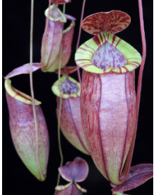 Nepenthes eustachya x tenuis BE-3971
